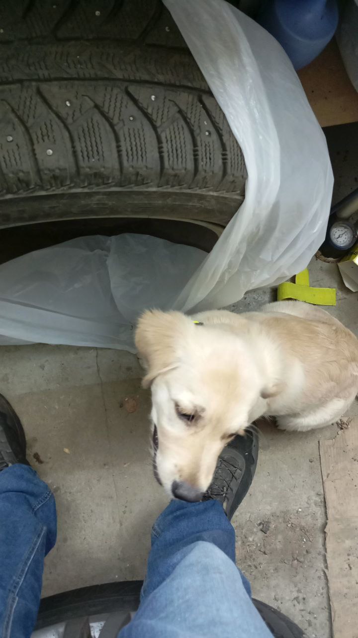 Автоледи
